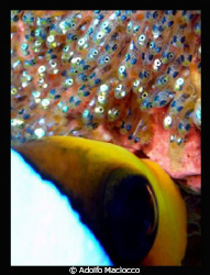 Babies Care
Clown fish oxygenating eggs.
Sharm el Sheikh by Adolfo Maciocco 